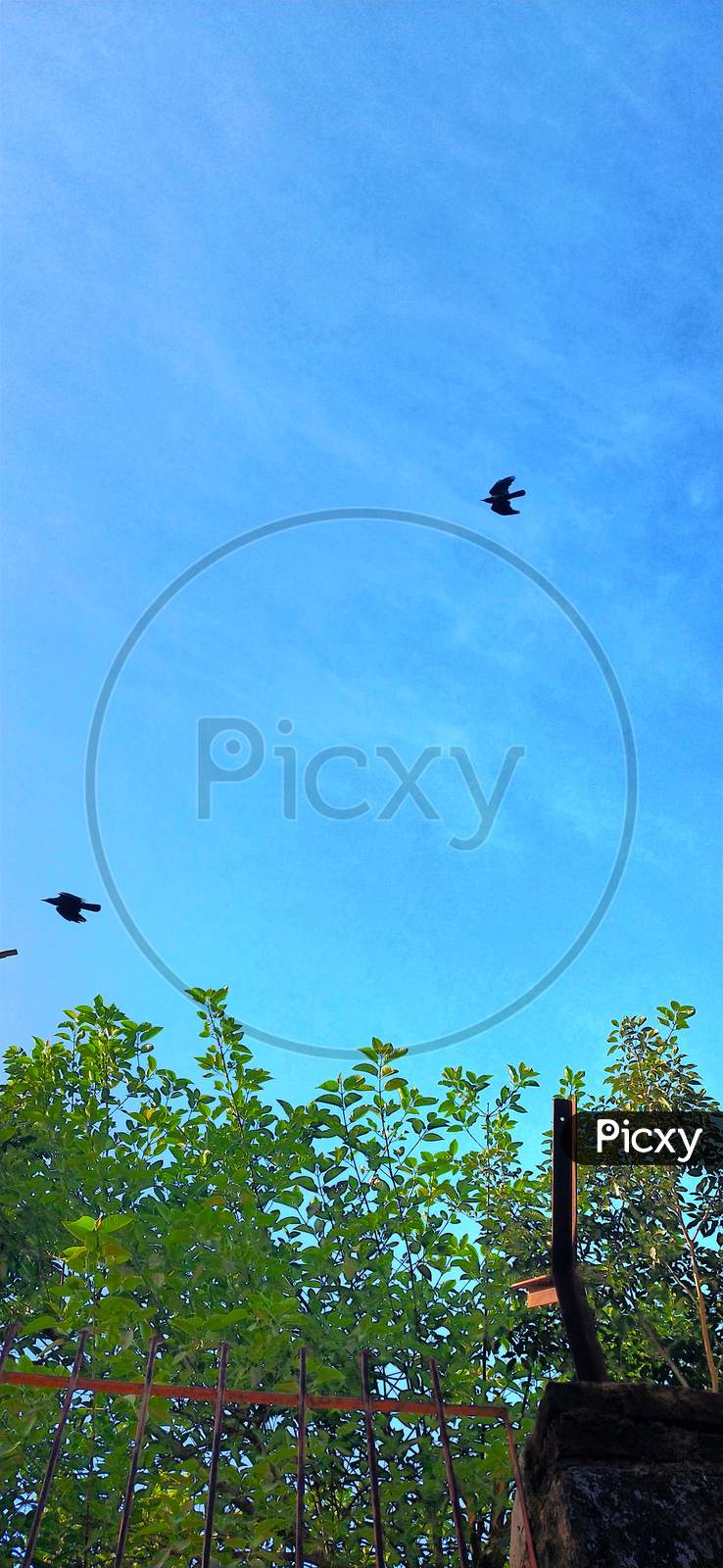 Sky photo with birds