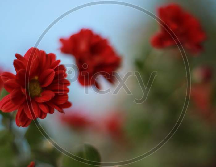 Red Chrysanthemums - Red Shewanti flower