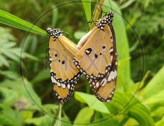 Butterfly Couple