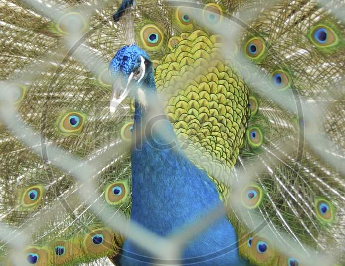 Peacock (Peafowl) In Zoo