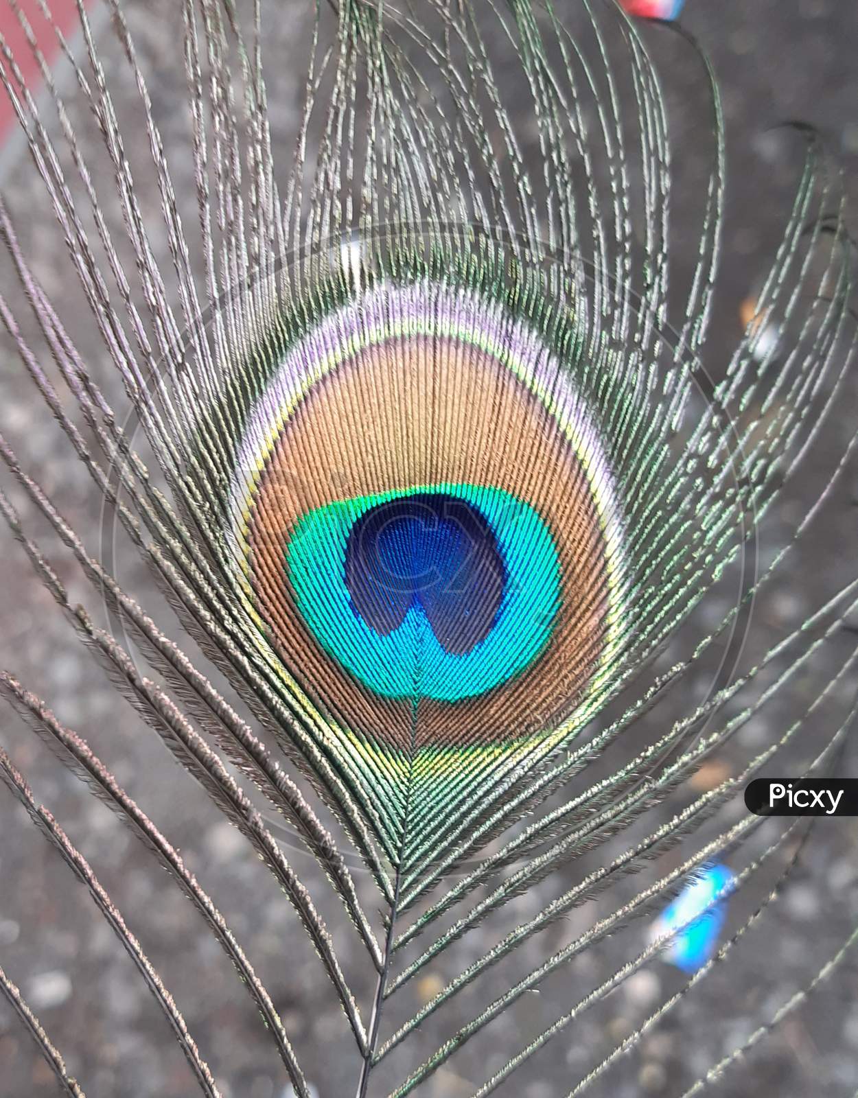 A peacock feather