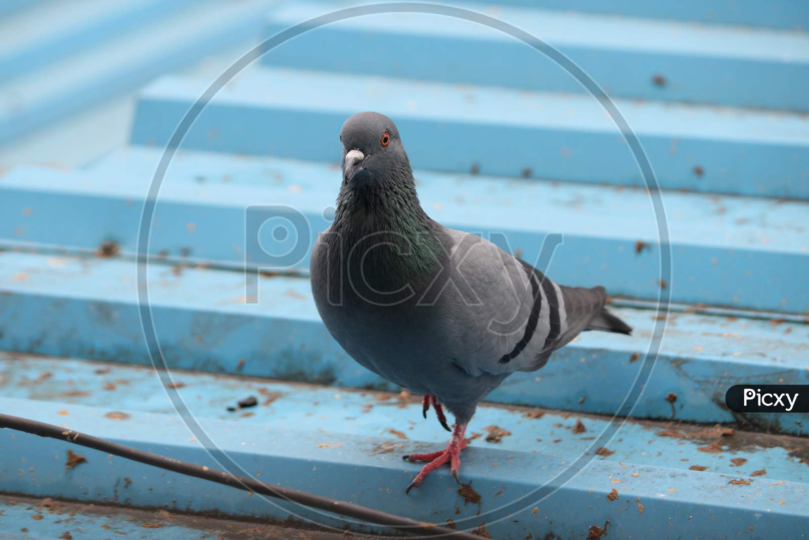 Pigeon searching for food