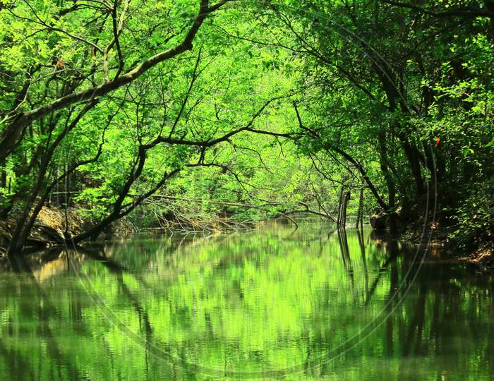 a small creek is flowing through the lush green mangroves in sundarbans, west bengal, india