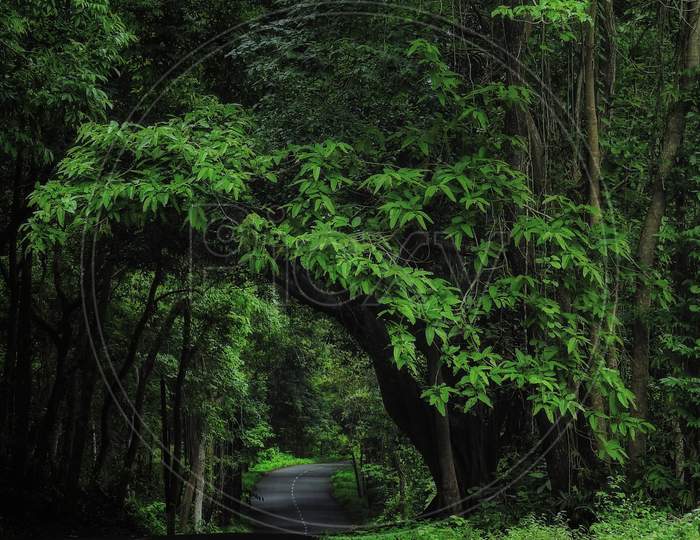 A beautiful location of road inside a junglein Maredimilli, Andhra Pradesh.