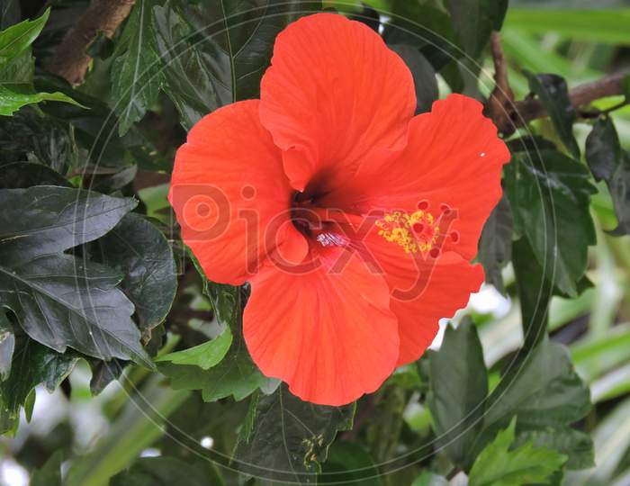 Red Indian hibiscus