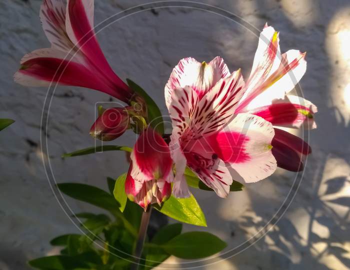 Beautiful Lily Flower with Sunlight on it
