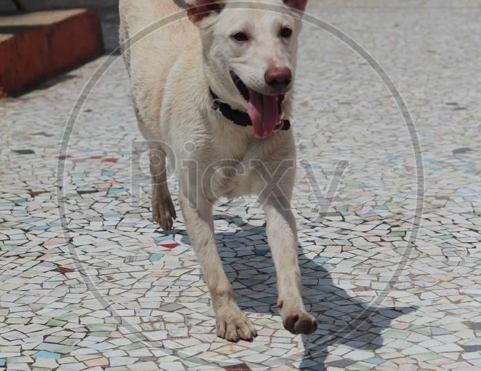 Labrador retriever running shops speed