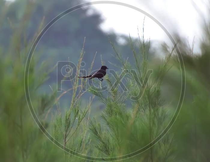 A black drongo  sitting on the top of the cycas tree