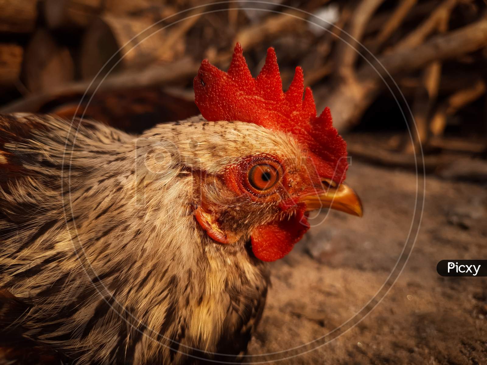 Close up of a rooster useful poultry farming .