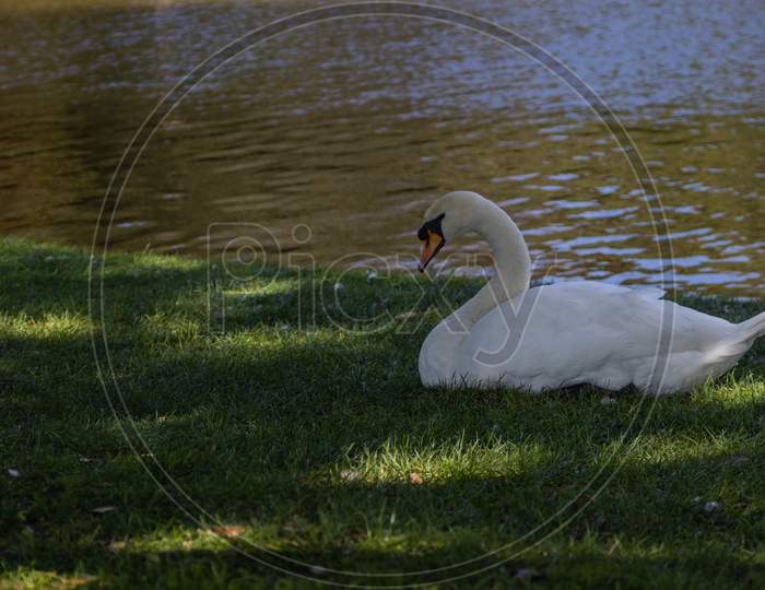 Swan Next to lake