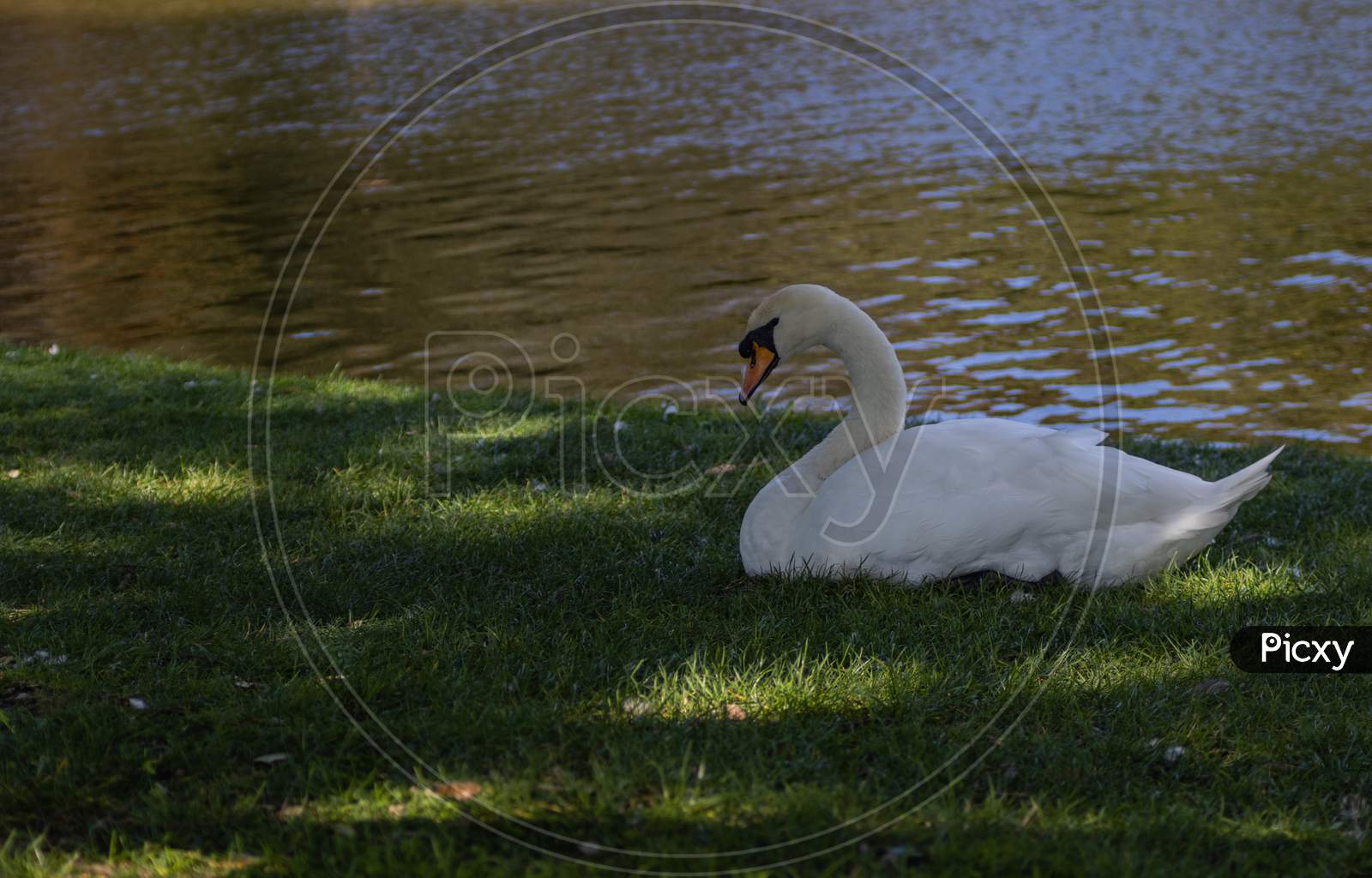 Swan Next to lake
