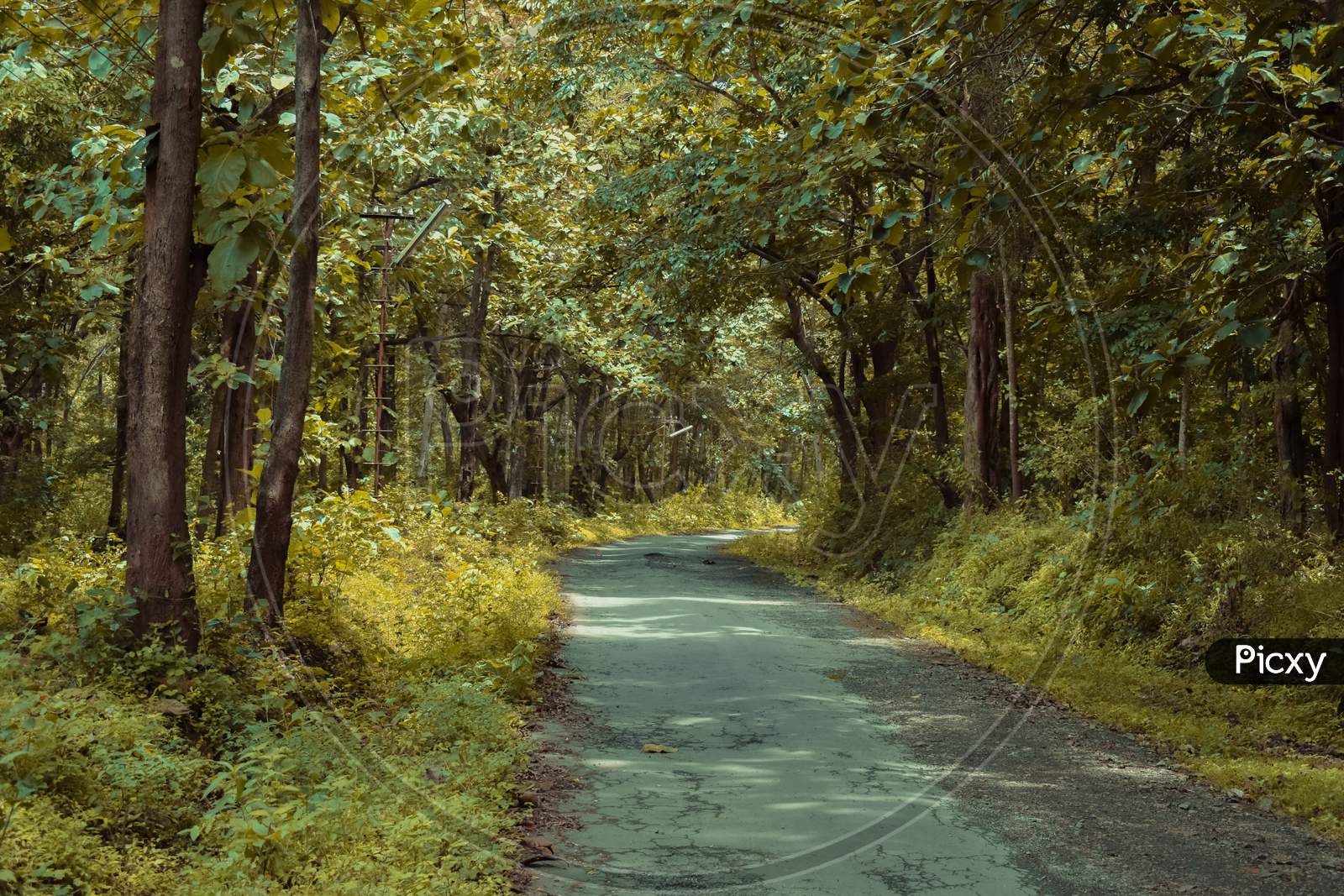 Trees of dandeli forest along the pathway, Karnataka,India