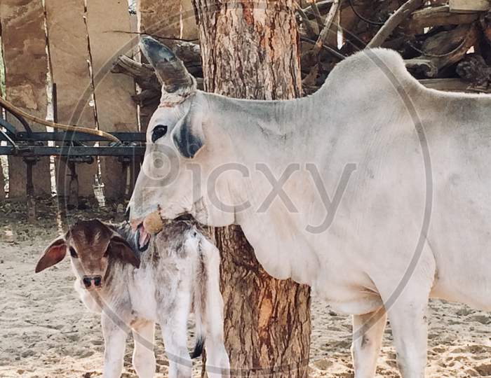 Cow and her baby