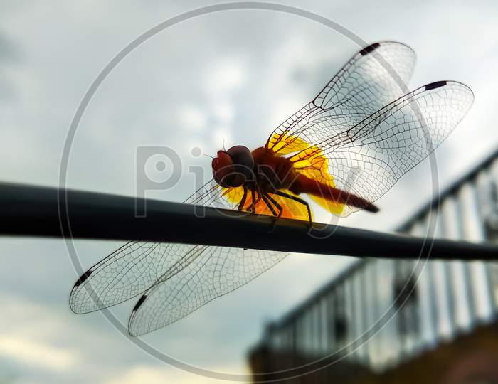 The Dragonfly (Anisoptera)