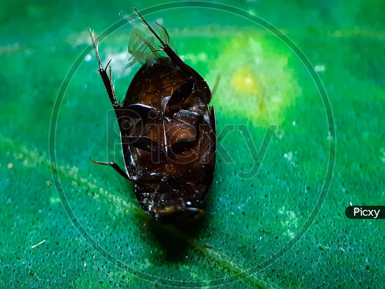 A Black Cockroach Is Lying Dead On The Green Leaves And Has A Green Background.