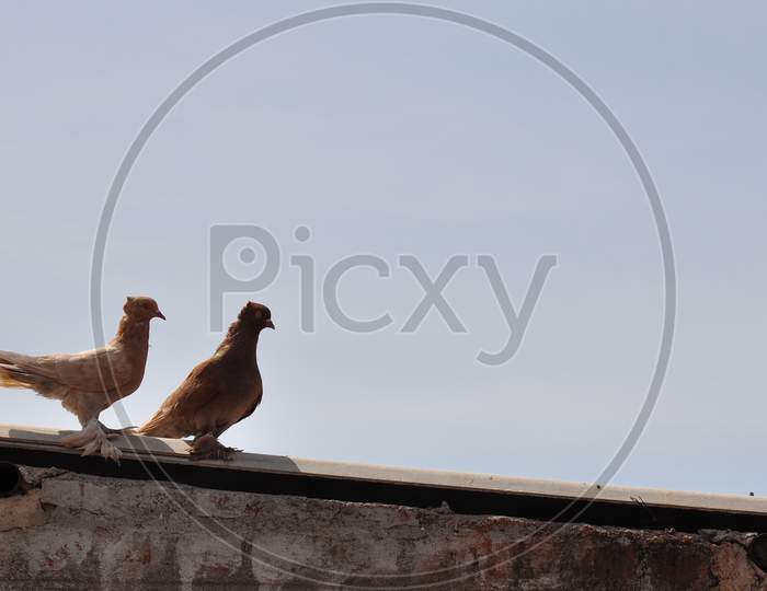 Two brown colored domestic pigeon standing on the roof