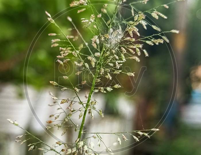 Plant wallpaper ,macro image