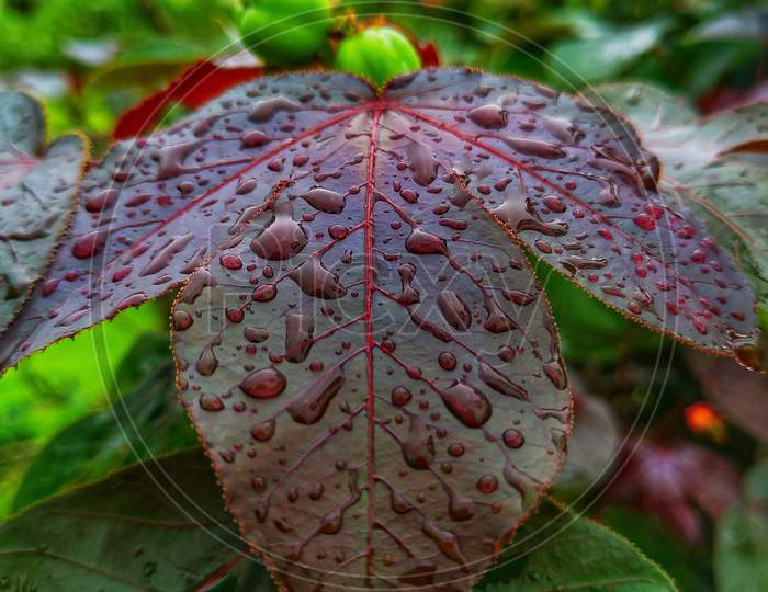 Water Droplets on the leaf.
