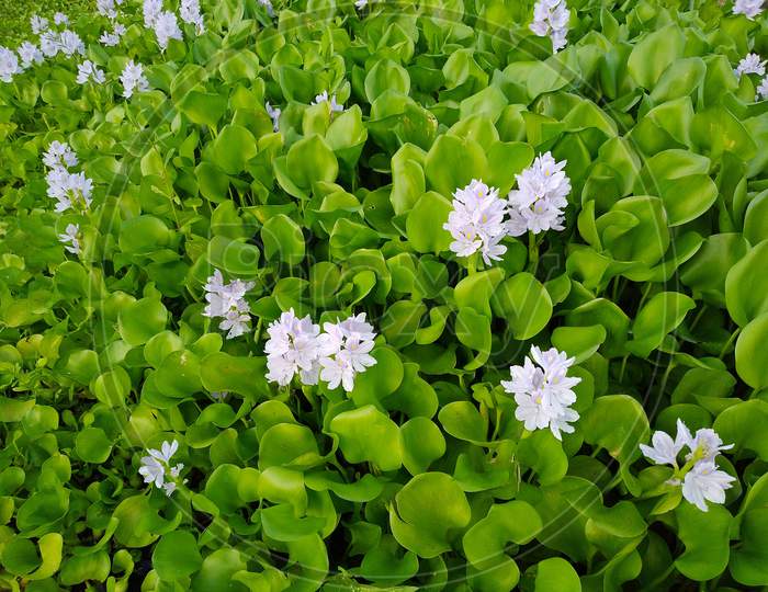 Water hyacinth image