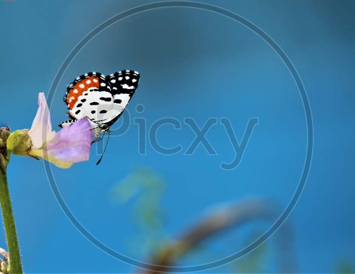 Beautiful butterfly on flower
