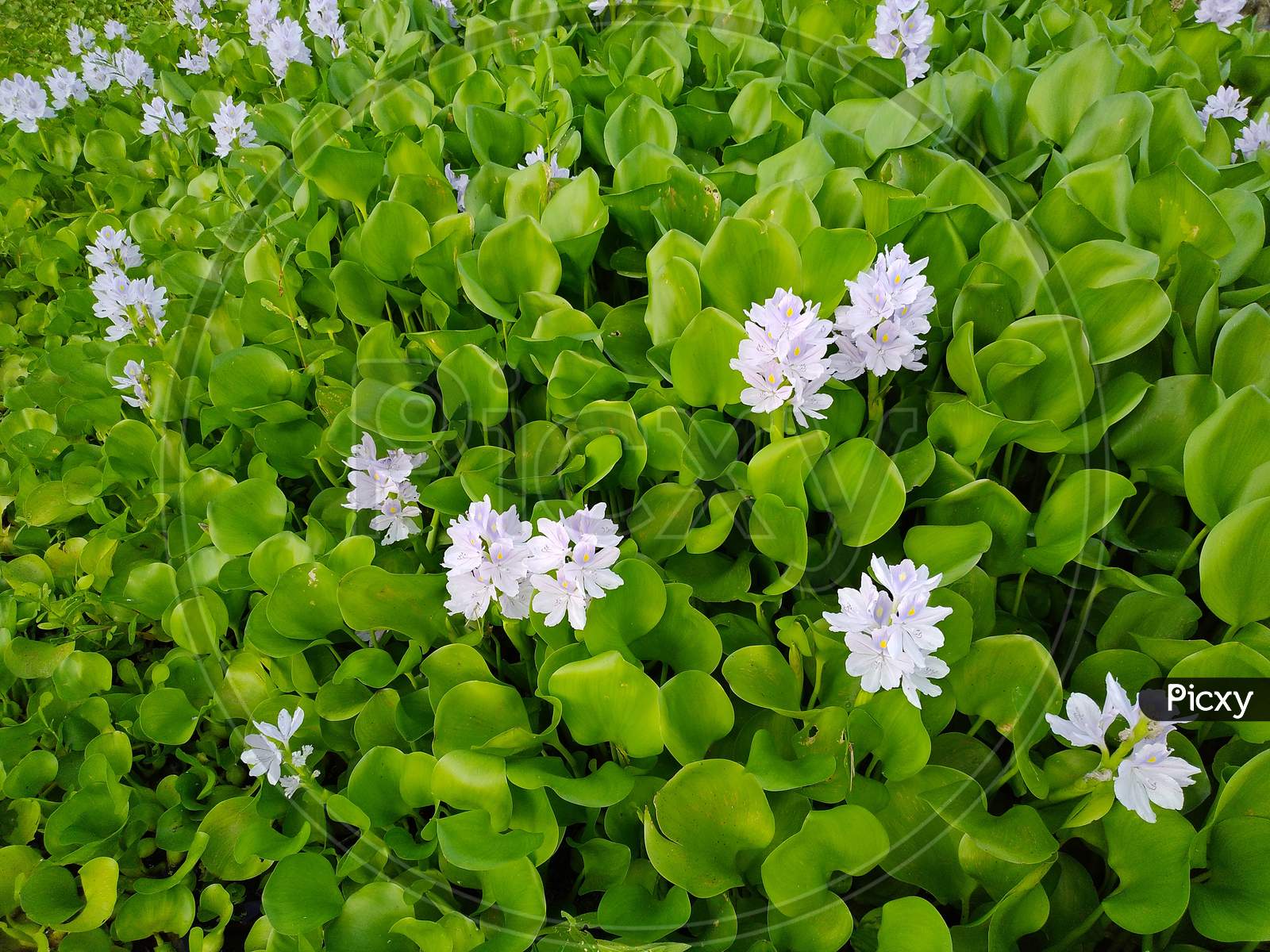 Water hyacinth image