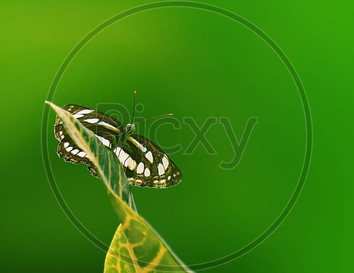 Butterfly in green background