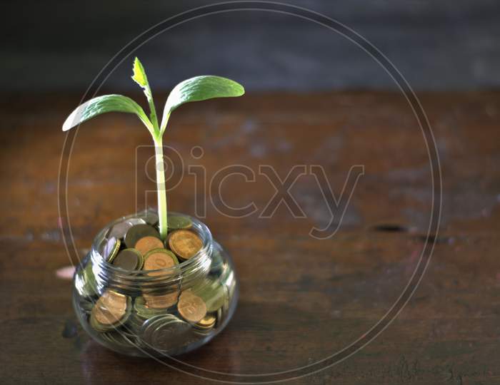 Investment - money grow. Save money save future.