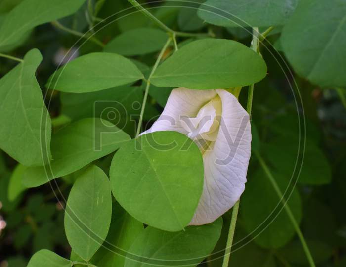 Beautiful Clitoria ternatea Flower.