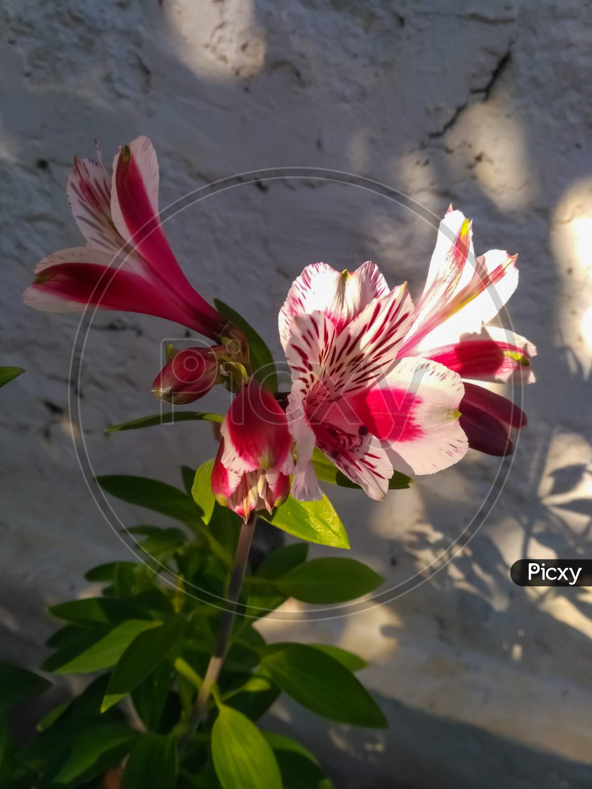 Beautiful Lily Flower with Sunlight on it