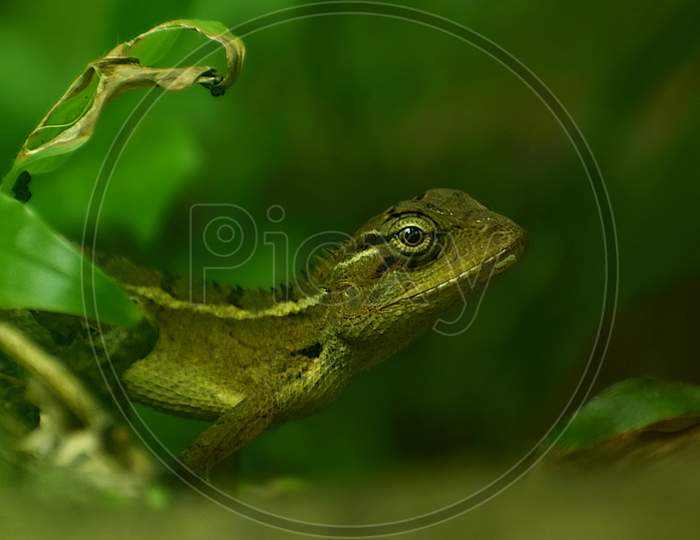 Chameleon close up