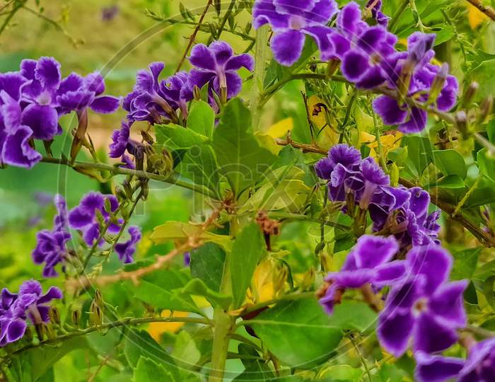 Flowers, Purple