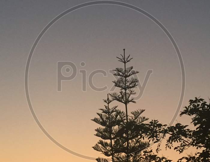 orange sky and pine tree