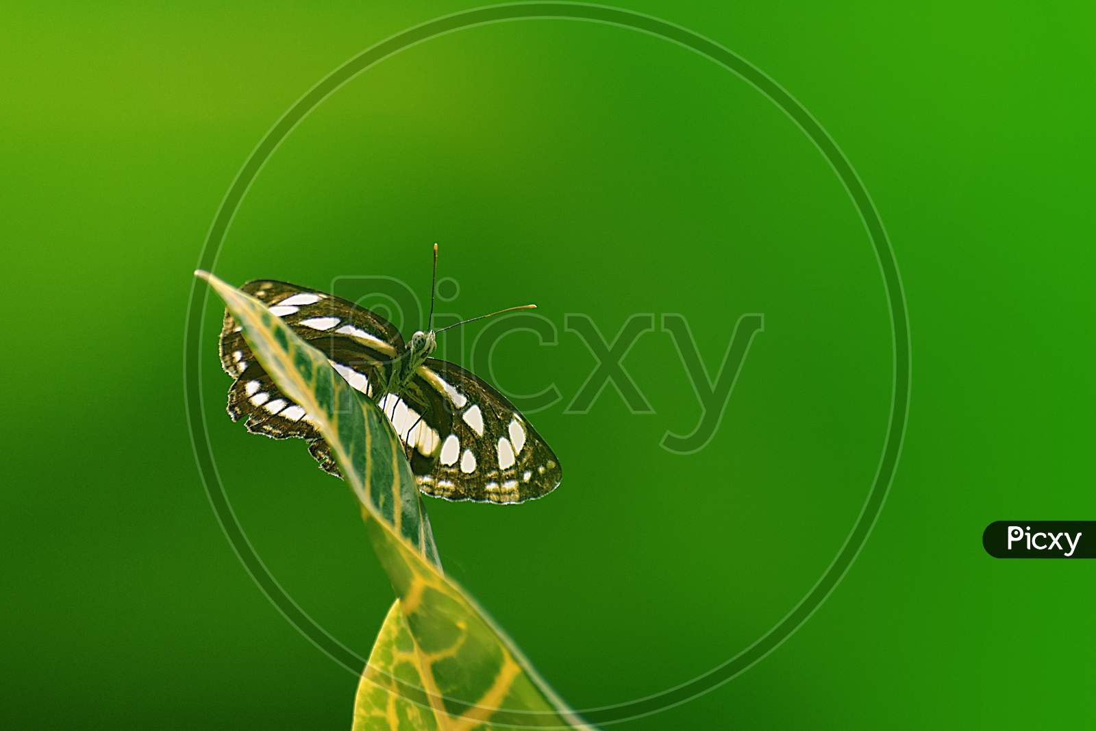 Butterfly in green background