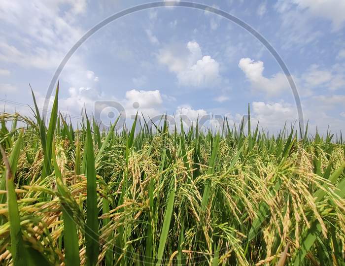 Farming land of rice grains