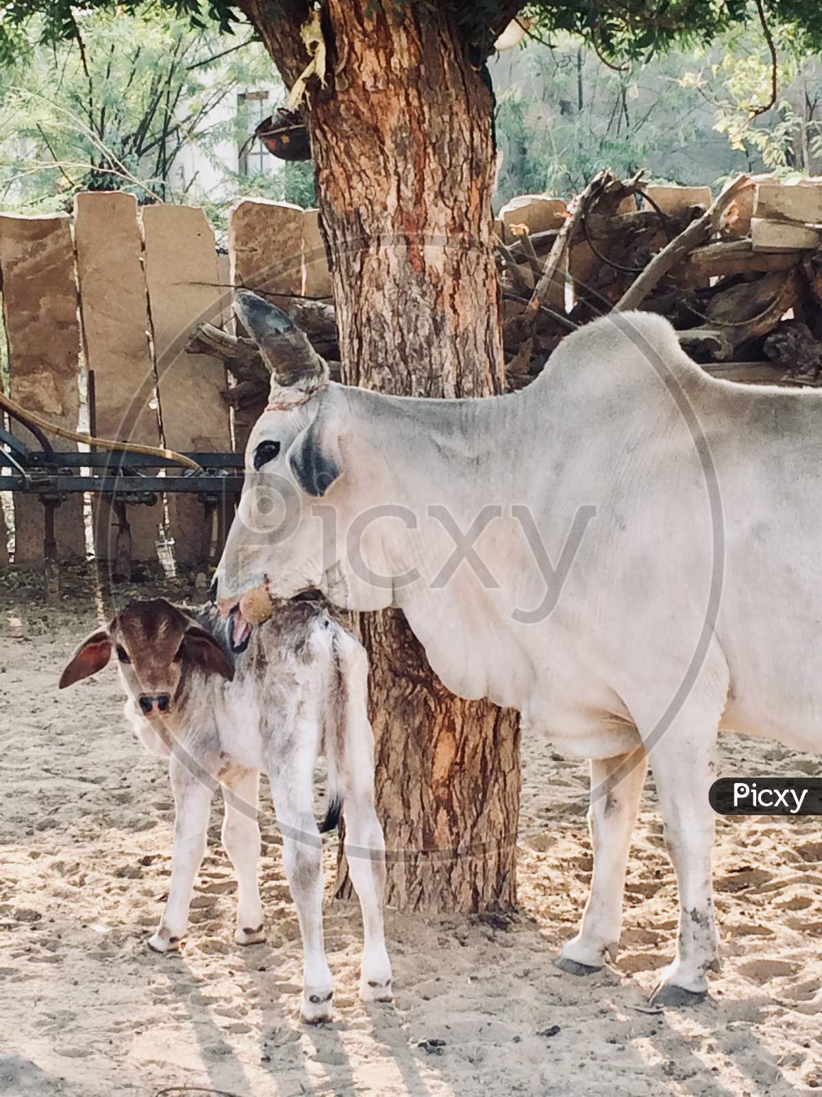 Cow and her baby