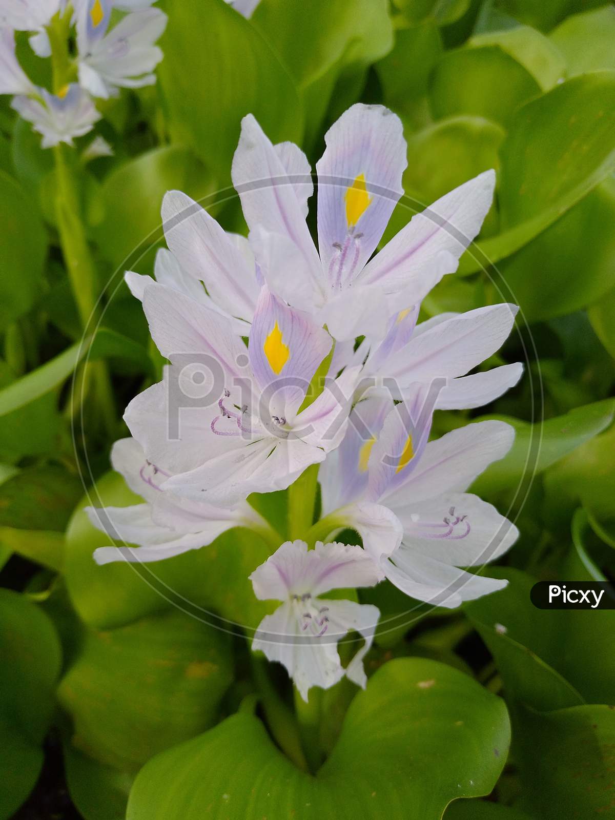 Water hyacinth flower image