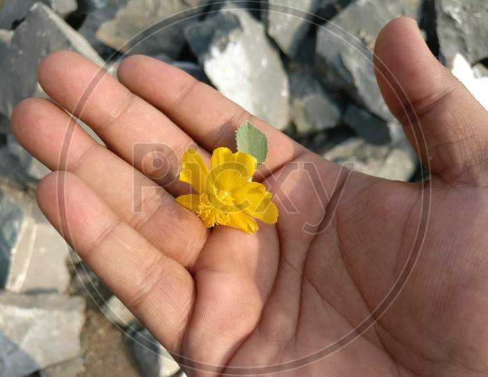 Yellow flower hand rocks