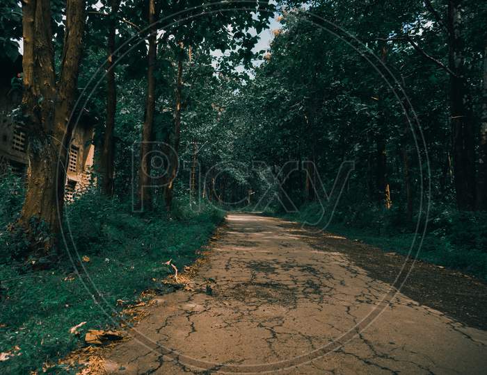 Trees of dandeli forest along the pathway, Karnataka,India