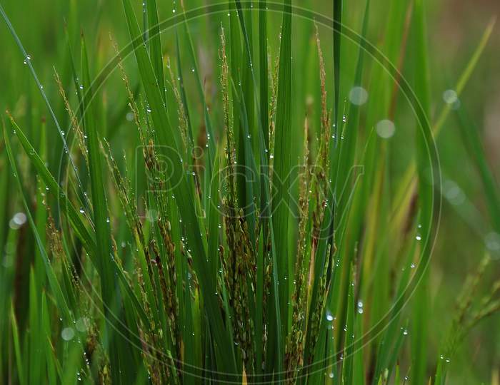Fresh morning dew on the rice paddy