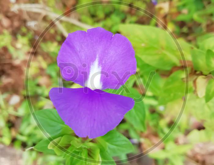 Selective Focus On A Violet Color Flower Over The Leaves