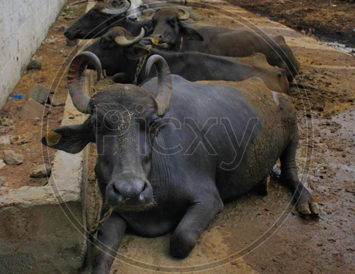Buffaloes in a milk dairy