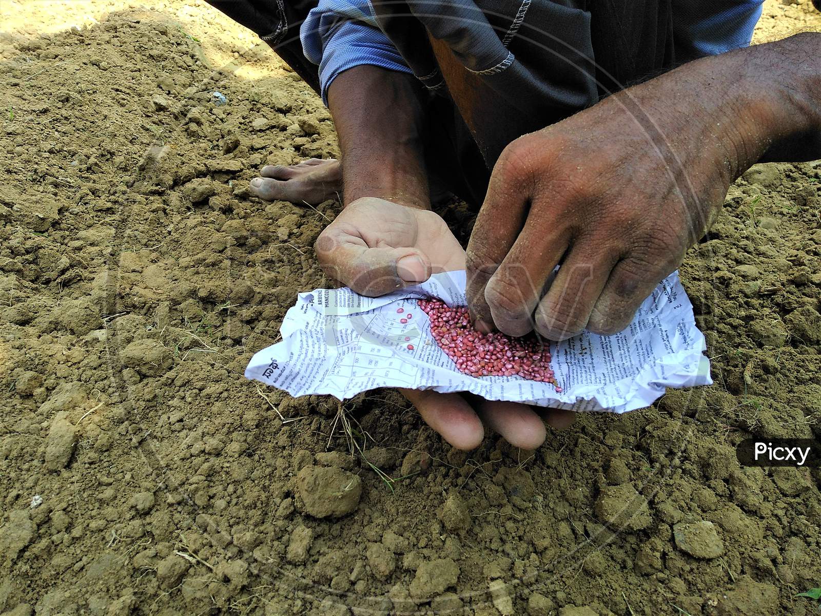 Selective Focus On Farmer's Hand Picking Up The Vegetable Seeds