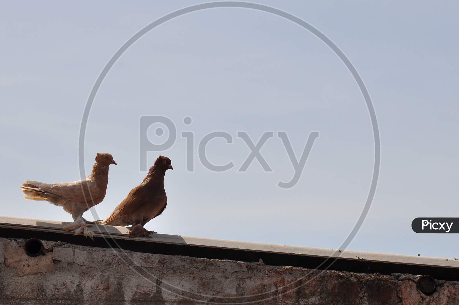 Two brown colored domestic pigeon standing on the roof