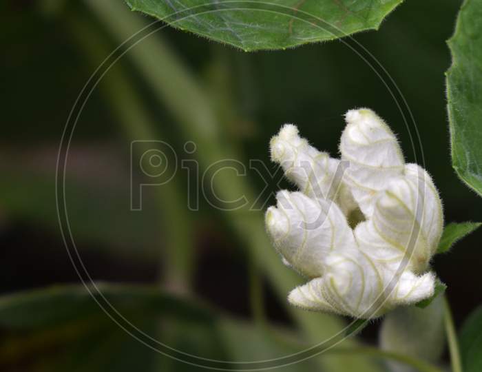 flower, leaf, closeup