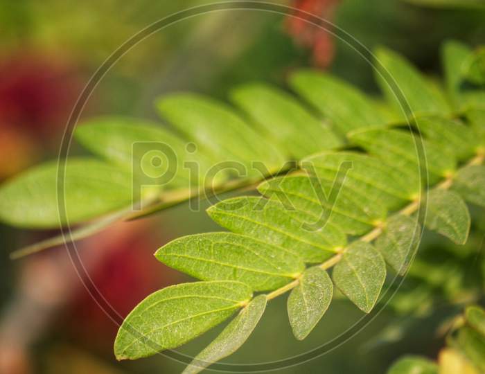 Leaf wallpaper/ macro wallpaper
