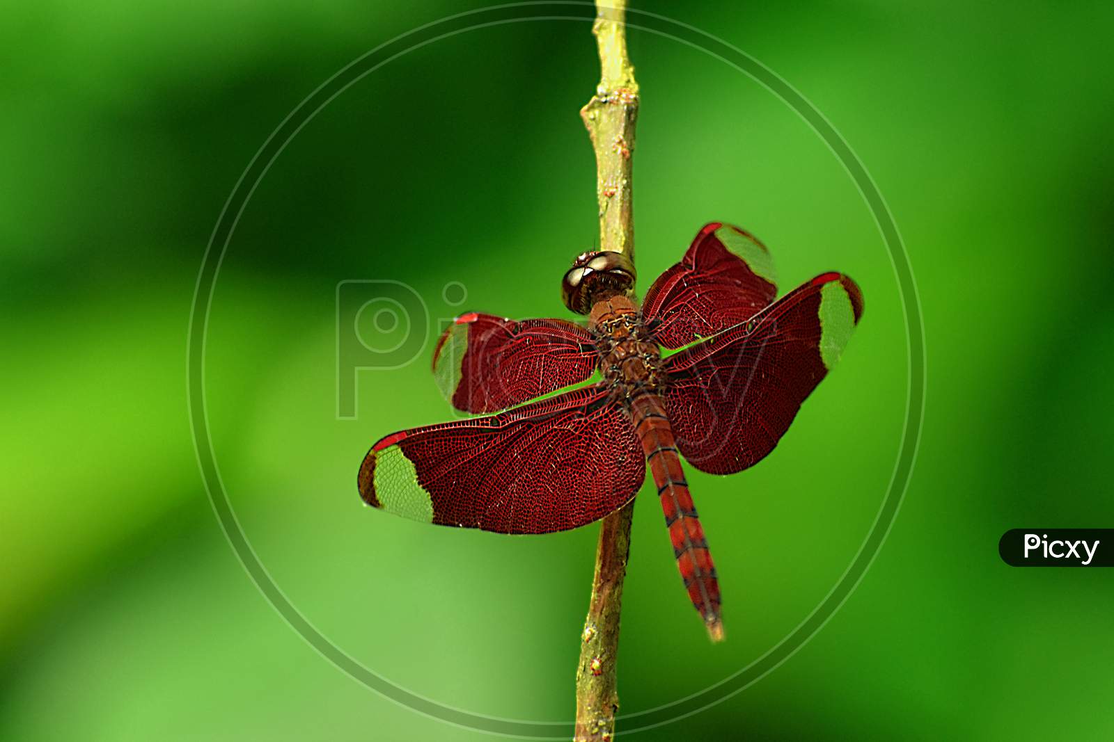 Red dragonfly in smooth green background