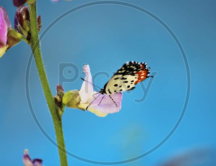 Beautiful butterfly on flower