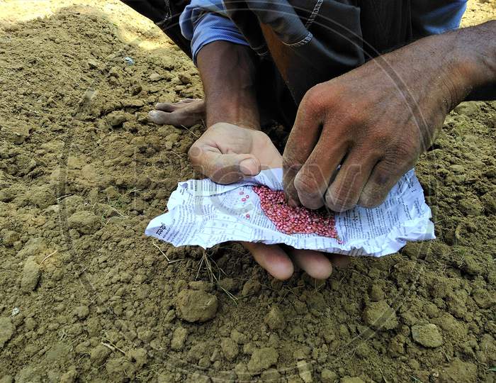 Selective Focus On Farmer's Hand Picking Up The Vegetable Seeds