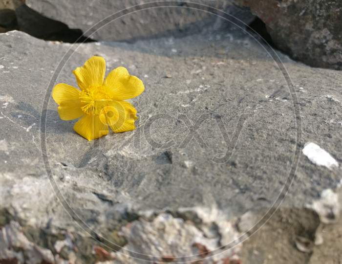 Stone flower yellow
