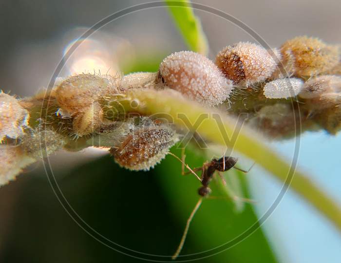 macro shot of aphids on tulsi plant